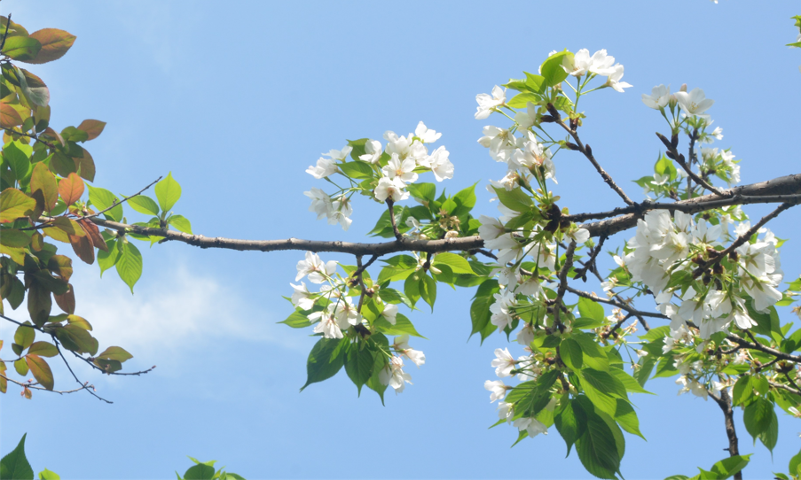 你好，春天里的美視師一